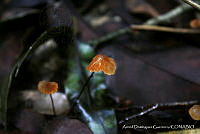 ADG0087 Fungi.JPG