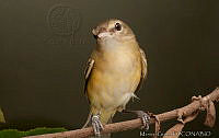 MGaves 2807 Vireo bellii.jpg