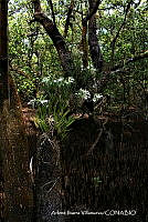 AIV028 Brassavola nodosa.JPG