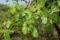 VWS003 Bursera kerberi.jpg