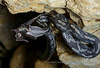 FCMB009 Pseudelaphe phaescens.jpg