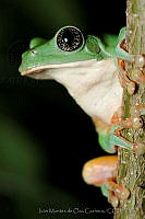 IMDOC0955 Agalychnis dacnicolor.jpg