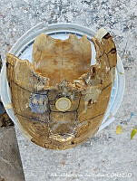 AMVDH 0178 Trachemys scripta.JPG