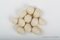 IMDOC2548 Phaseolus lunatus.jpg
