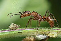 MN6PG0511 Ectatomma tuberculatum.jpg