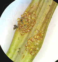 SL2512 Euchile mariae.jpg