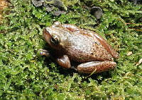 LCMHP013-83 Plectrohyla cyclada.jpg