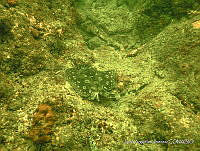 JAJ1073 Urobatis jamaicensis.jpg