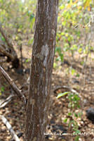 MRG-2017-1925 Erythrina lanata (MRG-6dic17-a).JPG