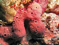 NE018 0719 Clathria.jpg