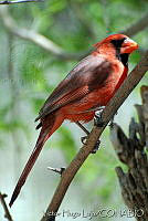 VHL0218 Cardinalis cardinalis.jpg