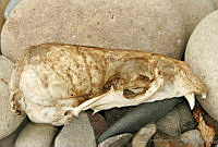 CNS0058 Arctocephalus townsendi.jpg
