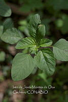 IMDOC4033 Amaranthus cruentus.jpg