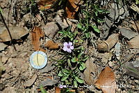 JJBC0194 Dyschoriste decumbens.JPG