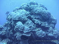 CGG0867 Orbicella faveolata.JPG