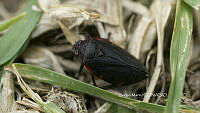 SM0420 Prosapia ignifera.jpg