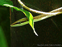 MMAT0012 Oxybelis aeneus.jpg