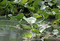 ARFB01 Eichhornia crassipes.jpg