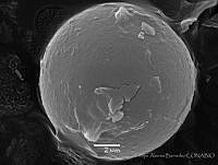 FAB0007 Carbomyces emergens.jpg