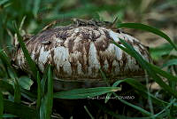 SM0552 Agaricus.jpg