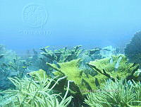 NE018 0967 Acropora palmata.jpg