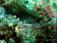 RRR0055 Sarcodiotheca dichotoma.JPG