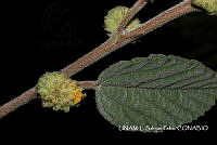 JF078 0732 Waltheria indica.jpg
