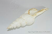 MASM05215 Fusinus dupetitthouarsi.jpg