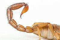 MASM07712 Thorellius sp..jpg