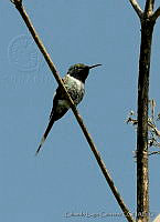 ELC0116 Tilmatura dupontii.jpg