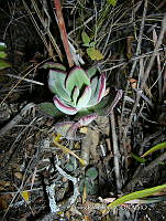 IRR 0387 Echeveria.jpg