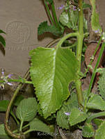 RBB0280 Plectranthus amboinicus.jpg
