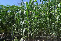 SG019 0250 Zea mays.jpg