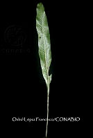 Zongo 2272 Niphidium crassifolium.jpg