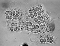 NE002 0063 Merismopedia glauca_100X_1.jpg