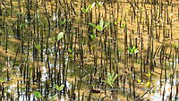 UM002 S0010 Avicennia germinans.jpg