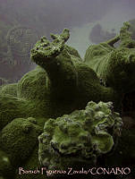 BFZ0028 Acropora palmata.jpg
