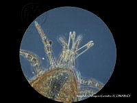 MVG 0102 Androlaelaps sp..JPG
