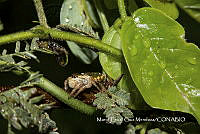 MN6F0313  Paraphidippus aurantius.jpg