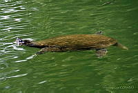 VHL0523 Trachemys ornata.jpg