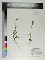 JAdNV0502 Lobelia gruina.JPG