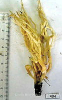 CBA0162 Clavulina rugosa.JPG