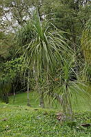 IMDOC1307 Beaucarnea gracilis.jpg
