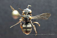 CGVM1181 Epeolus compactus.jpg