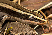 ECA0273 Plestiodon brevirostris ssp. bilineatus.jpg