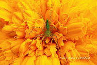 MN6PG0320 Scudderia mexicana.jpg