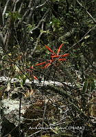 AKGC021 Erythrina herbacea.JPG