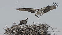 JRL0137 Pandion haliaetus.jpg