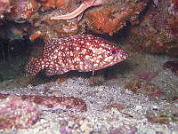 ISA075 Alphestes immaculatus.jpg