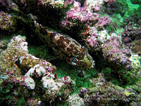 RALP0001 Alphestes immaculatus.jpg